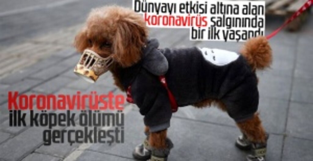 Koronavirüs Salgınında Bir İlk: Hong Kong’da Bir Köpek Hayatını Kaybetti