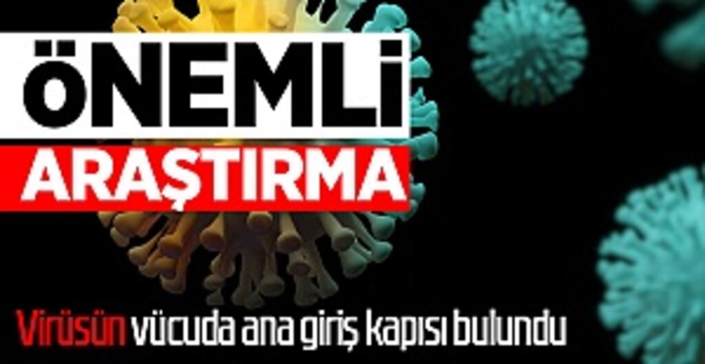 Önemli araştırma: Koronavirüsün vücuda ana giriş kapısı bulundu