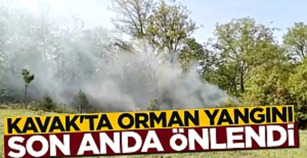 Kavak’ta Orman Yangını Son Anda Önledi: Zabıtanın Dikkati Felaketi Engelledi