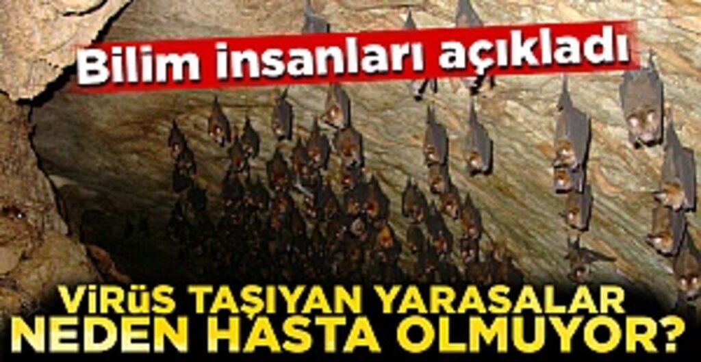 Yarasaların Bağışıklık Sistemi, Güçlü Virüsleri Taşısa da Etkilenmemelerini Sağlıyor