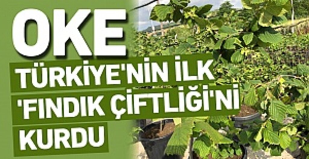 OKE’nin Samsun’daki Yatırımı, Fındıkta Modern Tarımın Öncüsü Oluyor