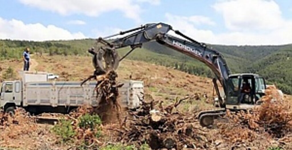 Akdağmadeni Ormanlarında Biyokütle Enerjisi Üretimi İçin Kök ve Kesim Artıkları Toplanıyor