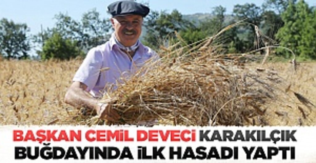 Atakum Belediyesi’nden Atalık Tohuma Destek: Karakılçık Buğdayında İlk Hasat Yapıldı
