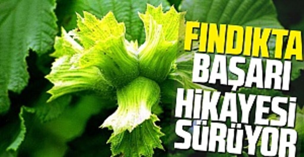 Fındık İhracatında Tarihi Rekor: 10 Ayda 2 Milyar Dolarlık Gelir