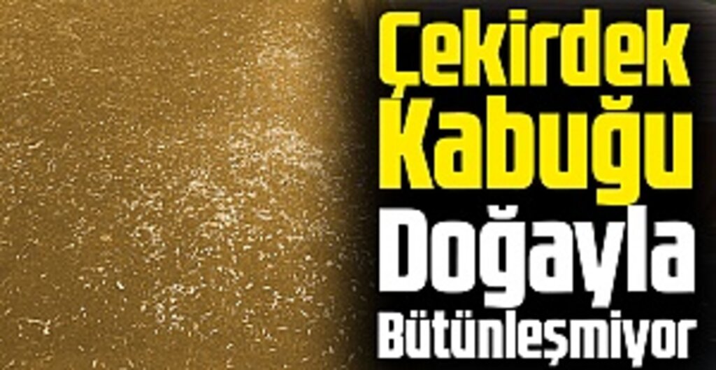 Samsun Sahillerinde Her Gün 200 Kilo Çekirdek Kabuğu Toplanıyor!