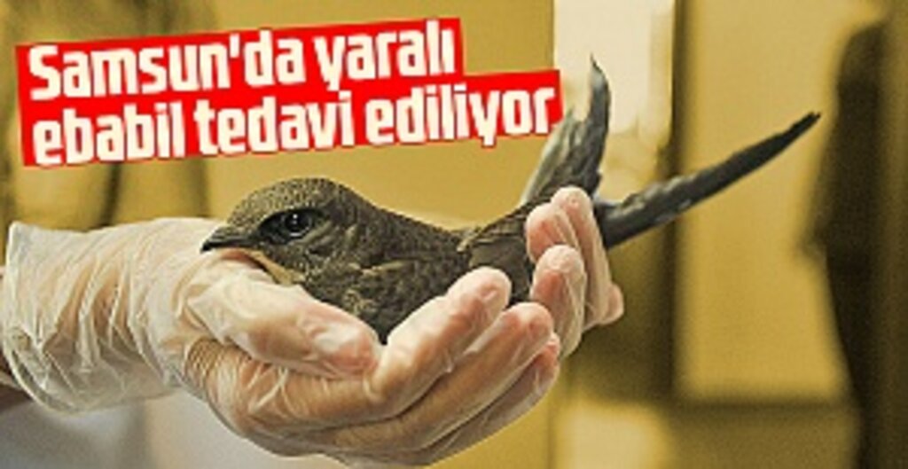 Samsun’da Yaralı Halde Bulunan Ebabil Kuşu Tedavi Altına Alındı