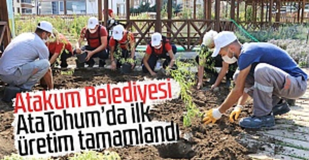 Atakum Belediyesi AtaTohum’da ilk üretim tamamlandı