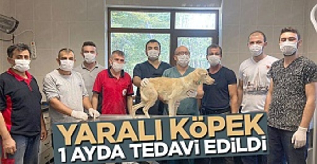 Yaralı köpek 1 ayda tedavi edildi