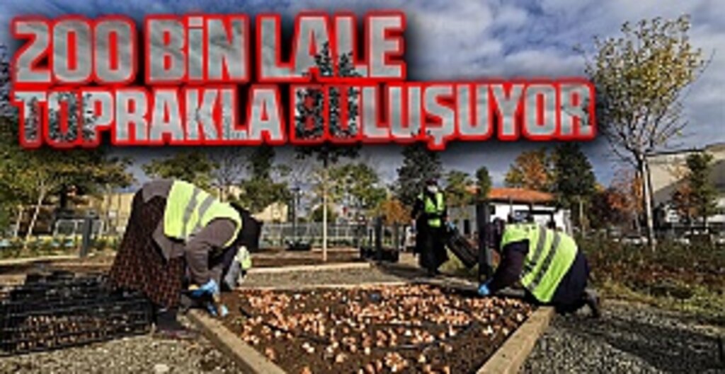 200 bin lale toprakla buluşuyor