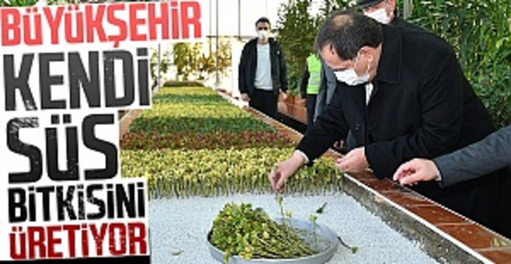 Büyükşehir kendi süs bitkisini üretiyor