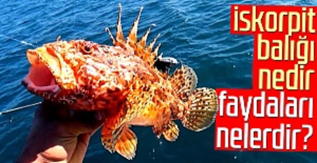 İskorpit balığı nedir, faydaları nelerdir?