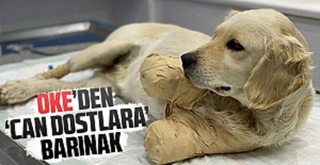 Oke’den ‘Can Dostlara’ Barınak