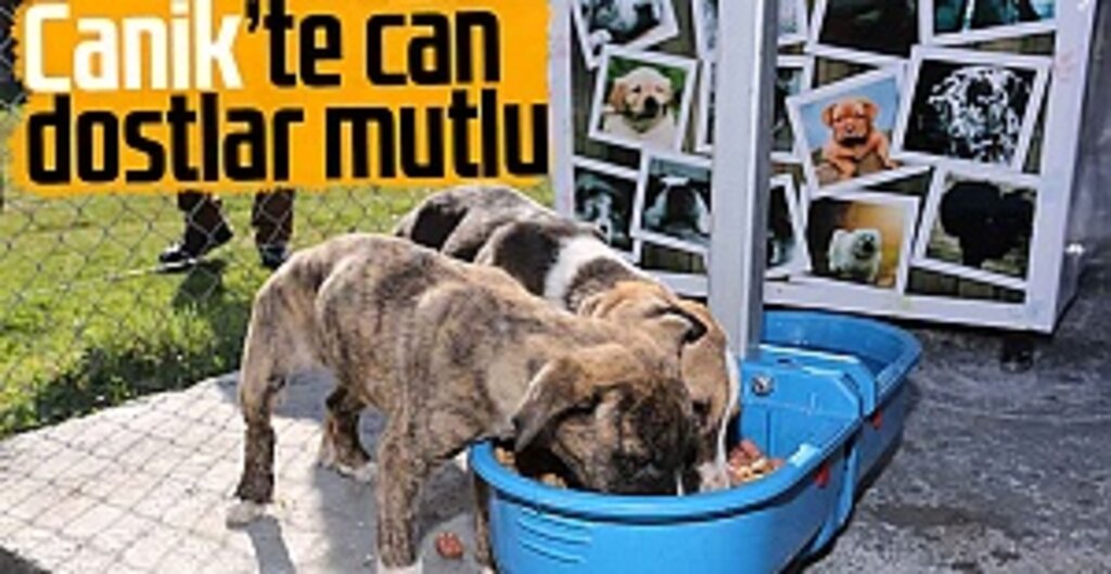 Canik Belediyesi’nden Sokak Hayvanlarına Örnek Proje: Üniversite Kampüsüne Barınma ve Beslenme Alanı