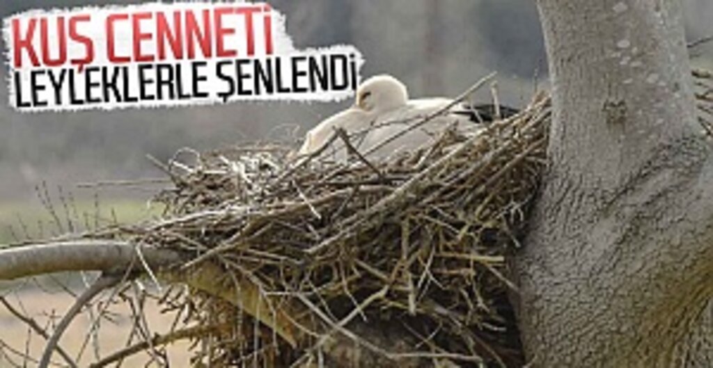 Leylekler Yuvalarına Döndü, Kızılırmak Deltası Yeniden Hayat Buldu