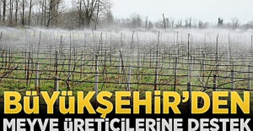 Samsun'da Kivi ve Şeftali Üretiminde Büyük Artış: Çarşamba Ovası Bereketlendi