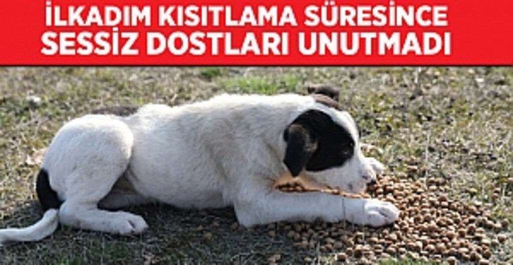 İlkadım Belediyesi Sokak Hayvanlarını Unutmadı