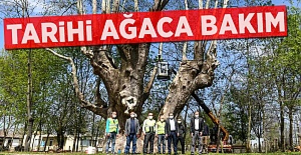 1100 Yıllık Tarihe Can Dokunuşu: Samsun'un Anıt Çınarı Bakıma Alındı