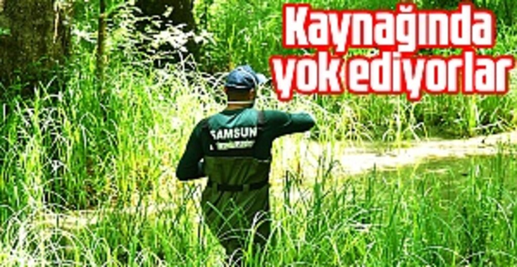 Samsun'da Haşere Seferberliği: 17 Bin Noktada İlaçlama, 17 İlçede Yoğun Mücadele