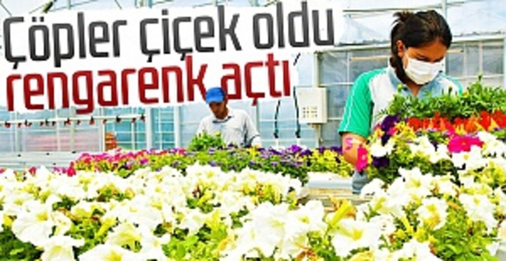 Samsun’da Çöpten Elektrik, Serada Çiçeğe Dönüşüyor: 2 Milyon 800 Bin Fide Üretim Kapasitesi