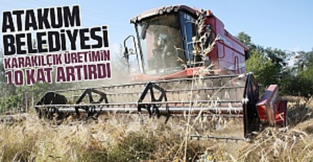 Atakum Belediyesi, Karakılçık Buğdayı Üretimini 10 Kat Artırdı