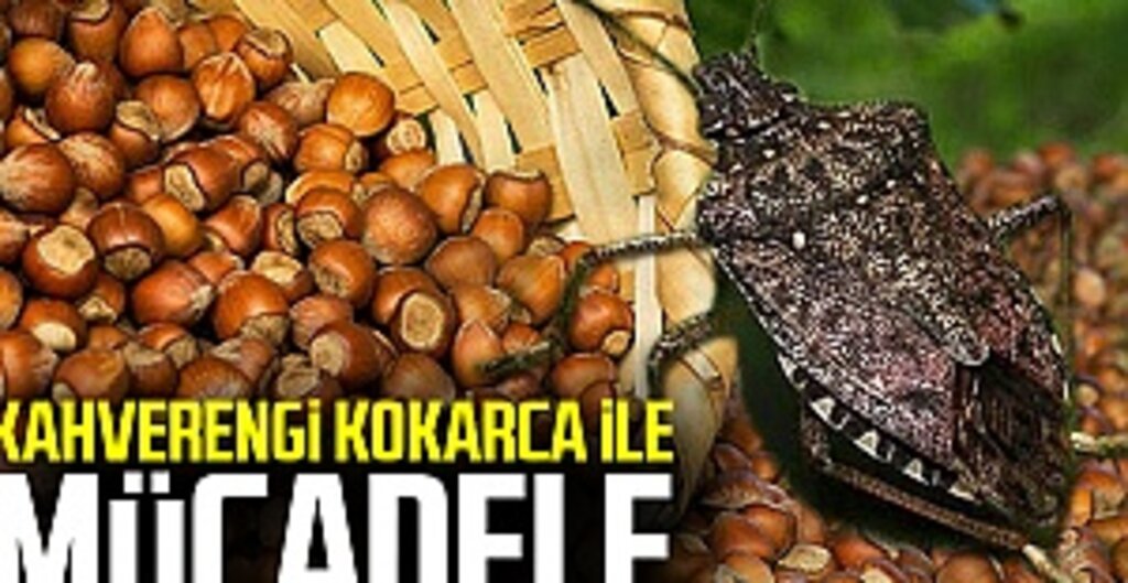 Kahverengi Kokarca ile Mücadele İçin Samsun’da Laboratuvar Kuruldu
