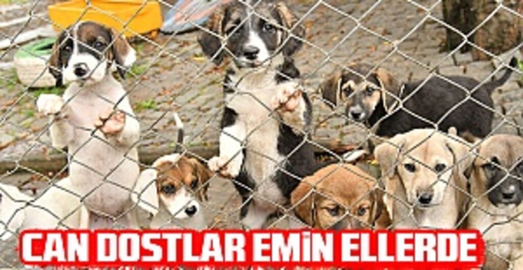 Samsun’da 600 köpek ve 350 kediye ev sahipliği yapan merkez