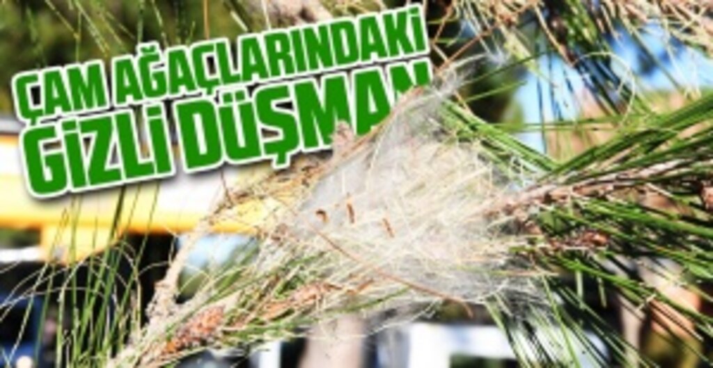 Samsun Büyükşehir Belediyesi, Çam Kese Böceğine Karşı Biyolojik Mücadele Başlattı