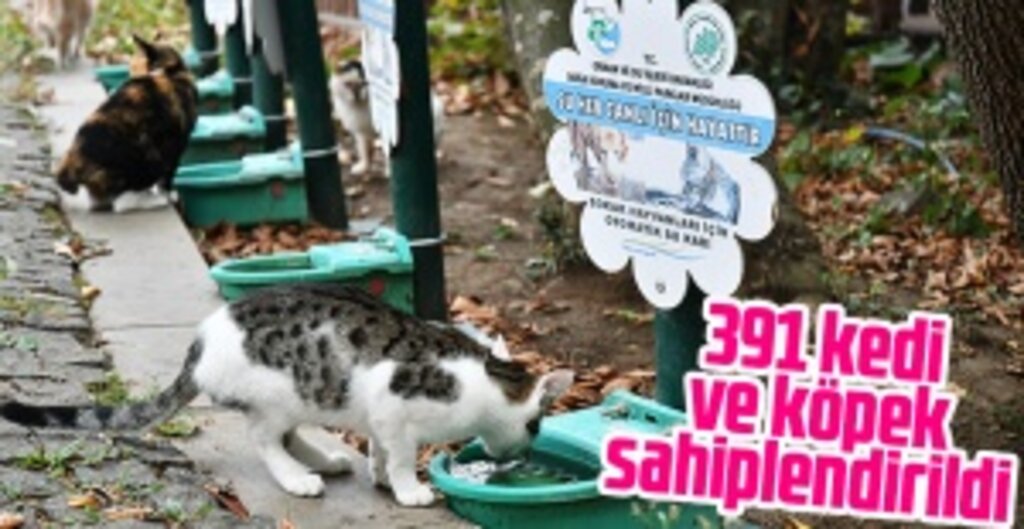 Samsun Büyükşehir Belediyesi, Sahipsiz Sokak Hayvanlarına Kucak Açıyor