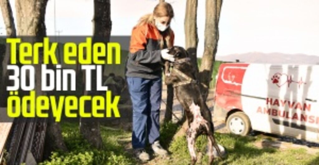 Başkan Mustafa Demir: Can Dostlarımızı Modern Barınaklarda Misafir Ediyoruz