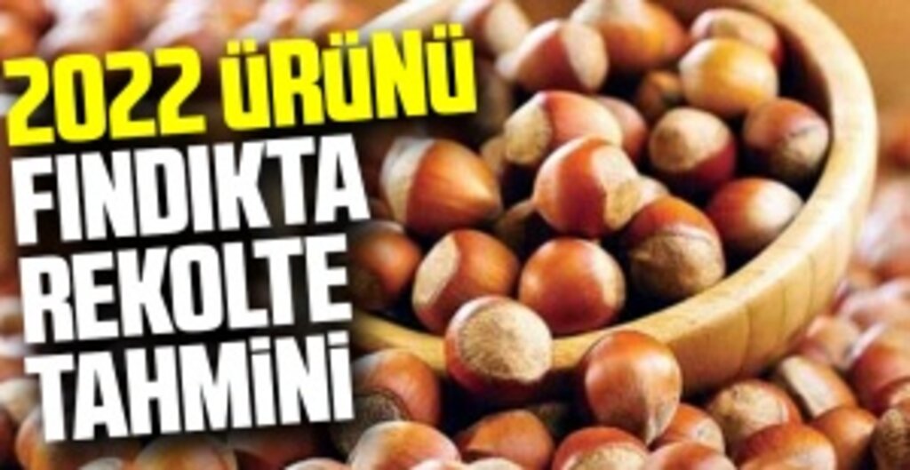 Fındıkta 2022 Ürünü Rekolte Tahmini Çiçek Sayımıyla Belirlendi