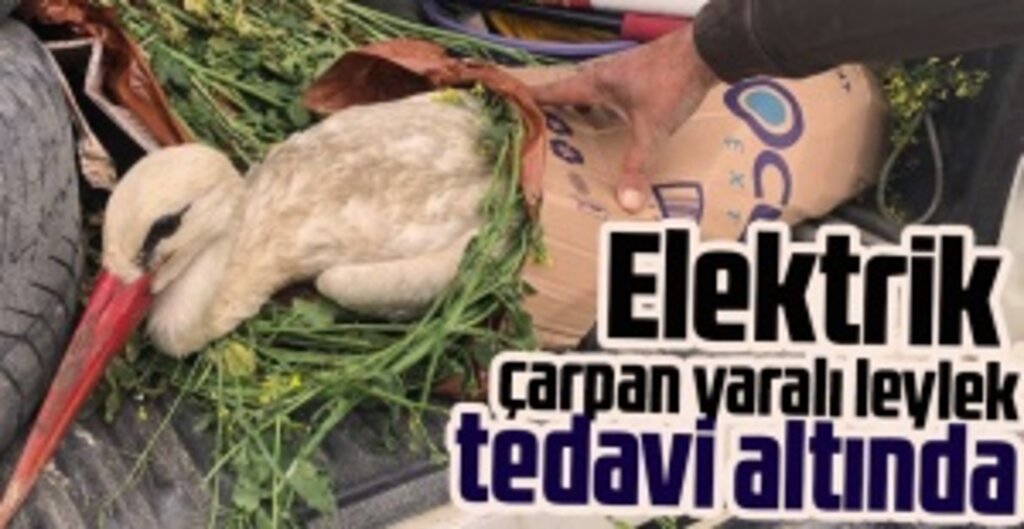 Samsun’da Elektrik Akımına Kapılan Leylek Tedavi Altına Alındı