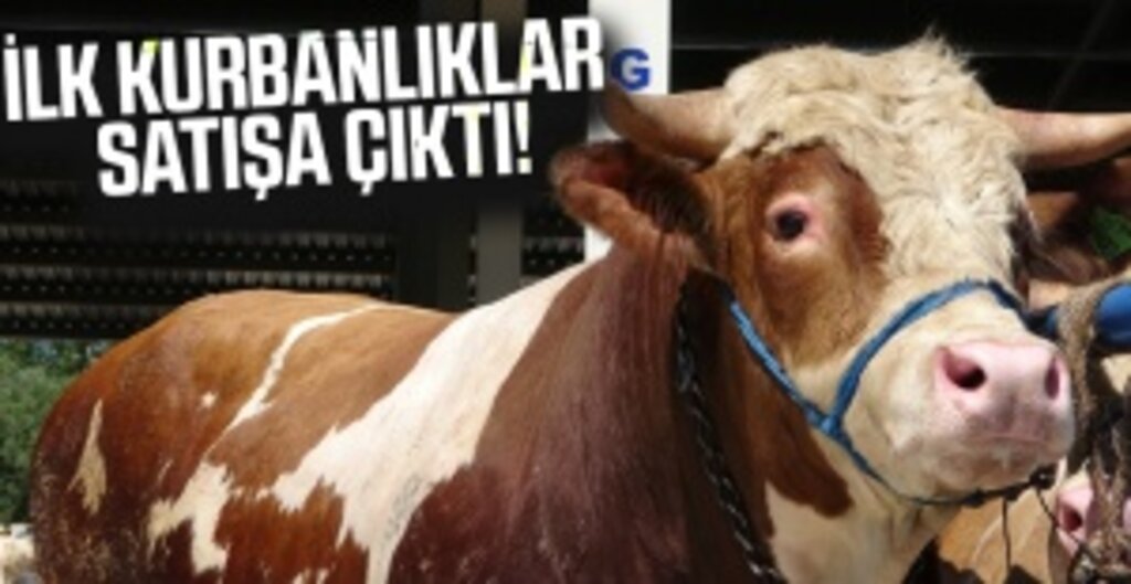 Ordu’da Kurbanlık Satışları Başladı: Fiyatlar 15 Bin TL’den Başlıyor