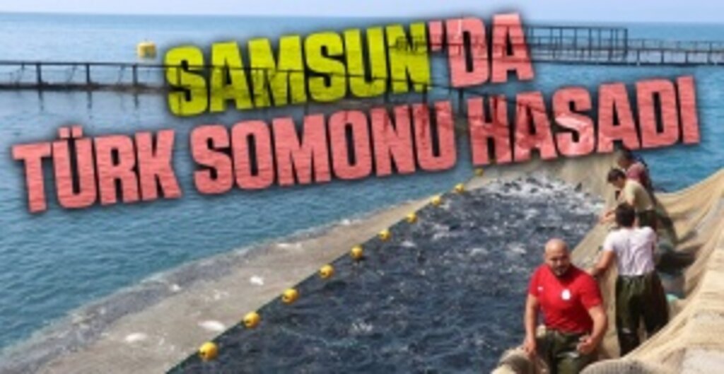 Samsun’da Türk Somonunun İlk Hasadı Gerçekleştirildi: İhracat Yolculuğu Başladı