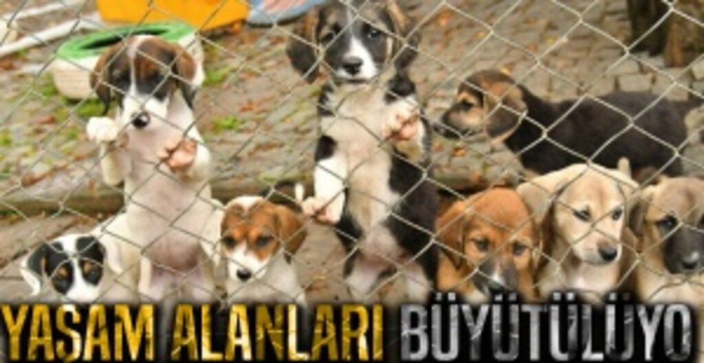 Samsun’da Can Dostlarına Yeni Yaşam Alanı: Güçten Düşmüş Hayvanlar İçin Merkez Büyüyor