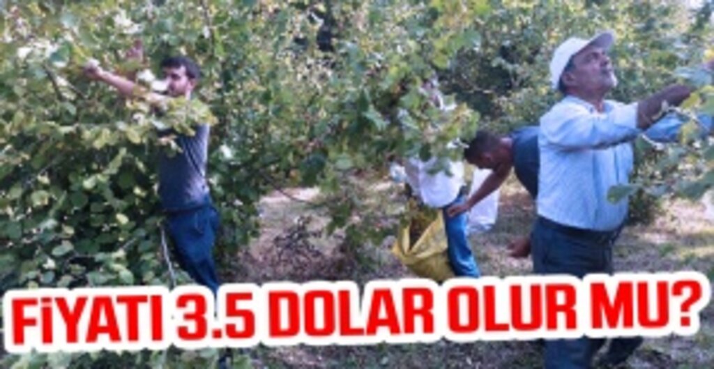 Fındık Fiyatları İçin Geri Sayım Başladı: Gözler Erdoğan’ın Hafta Sonu Açıklamasında