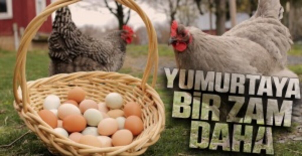 Yumurtaya Zam Yağmuru: 30’luk Koli 60 Liraya Yükseldi, Üretici “Bu Fiyat da Yetmez” Diyor