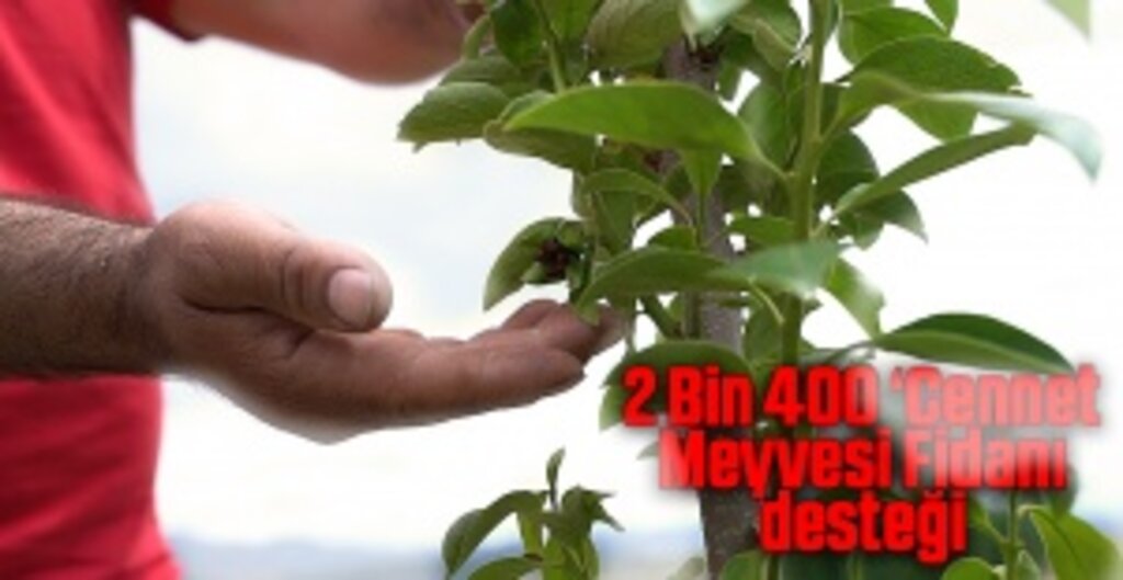 Samsun Büyükşehir Belediyesi’nden 2 Bin 400 Cennet Meyvesi Fidanı Desteği
