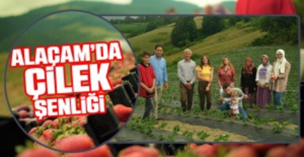 Alaçam’da Çilek Bereketi: Üreticiye 60 Bin Fide Desteği!