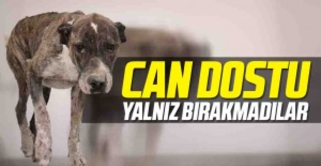 Can dostu Yalnız Bırakmadılar