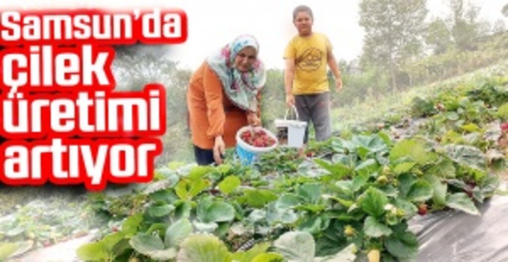 Samsun’da çilek üretimi artıyor