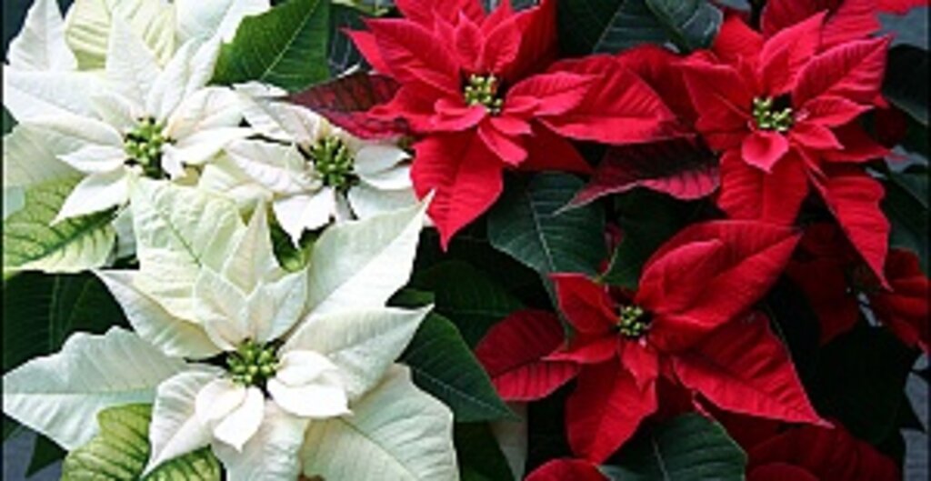 Atatürk Çiçeği: Poinsettia