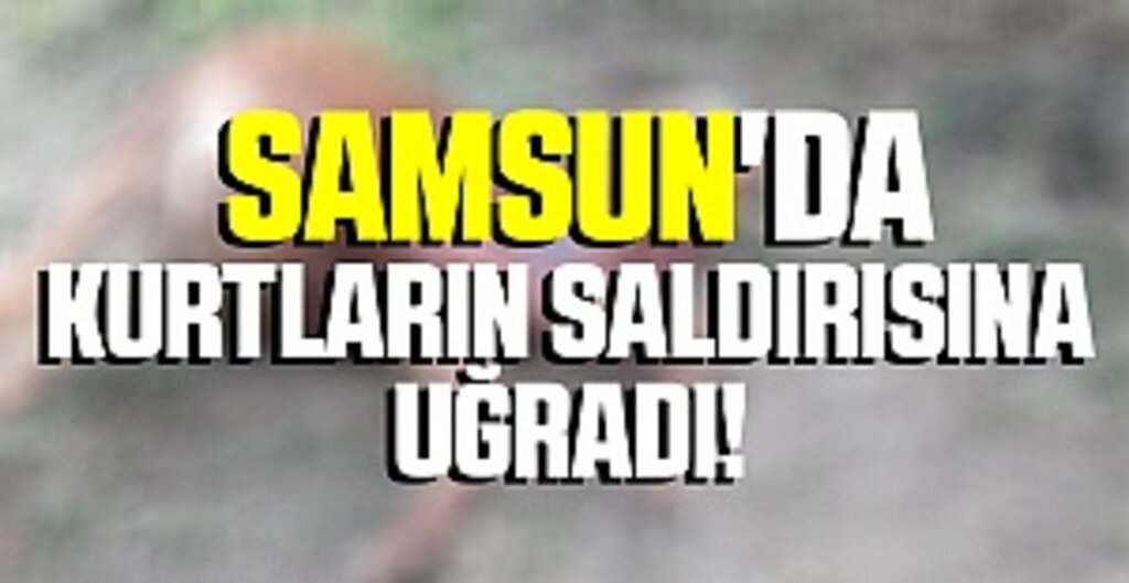 Samsun'da Kurtların Saldırısına Uğradı! 1 Ayda 2 Hayvanını Kaybetti