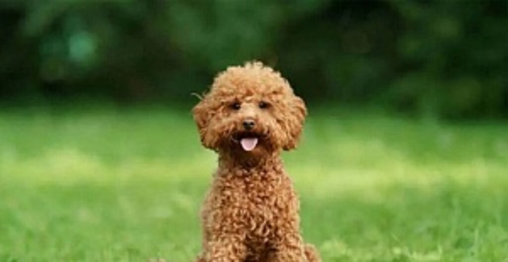 Toy Poddle Sahiplenme