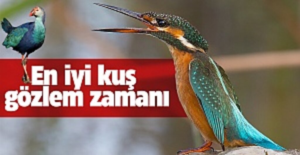 Samsun'da En iyi kuş gözlem zamanı