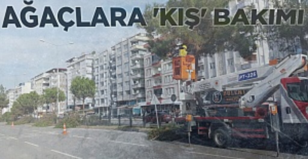 Ağaçlara 'Kış' bakımı