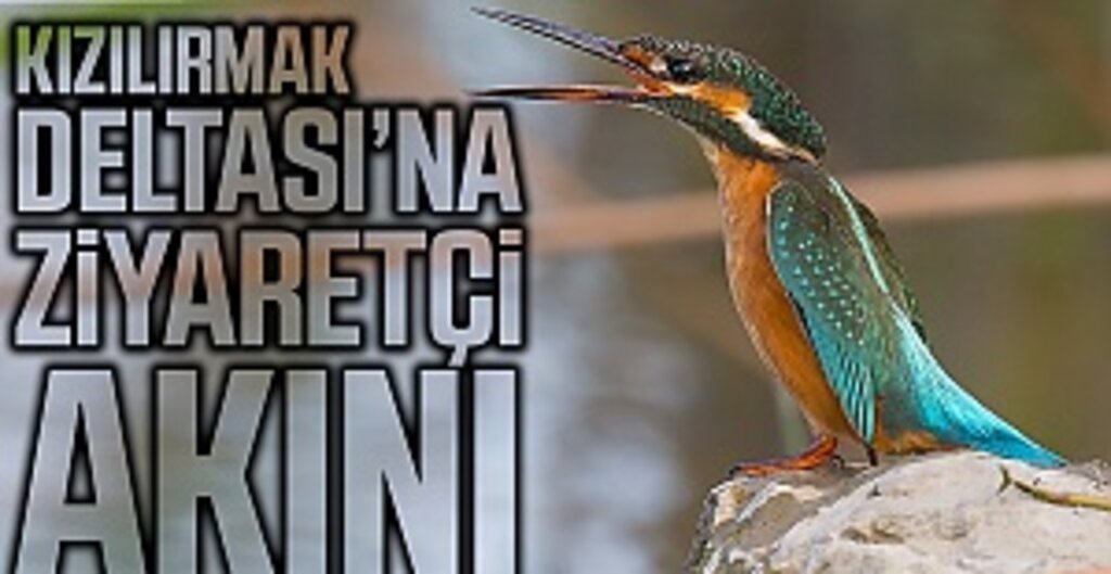 Kızılırmak Deltası’na ziyaretçi akını